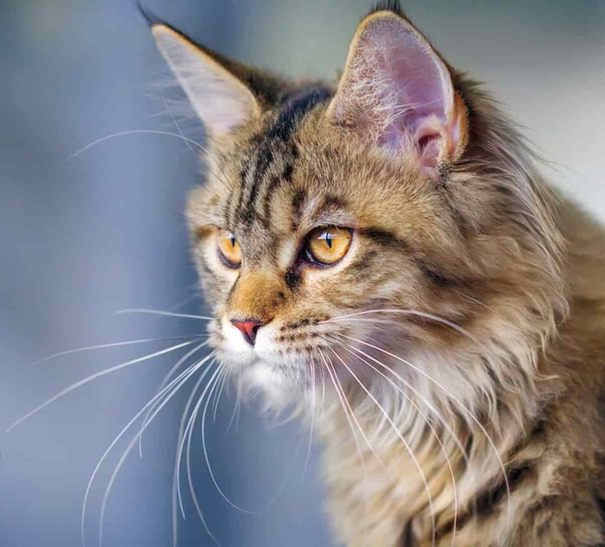 I gatti scatenano folla e divertimento al “SuperCat Show 2023” alla Nuova Fiera di Roma: oltre 600 gatti