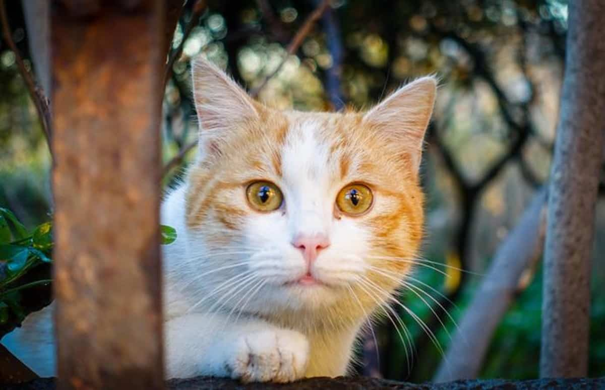 Spara a un gatto, foto d'archivio Ansa