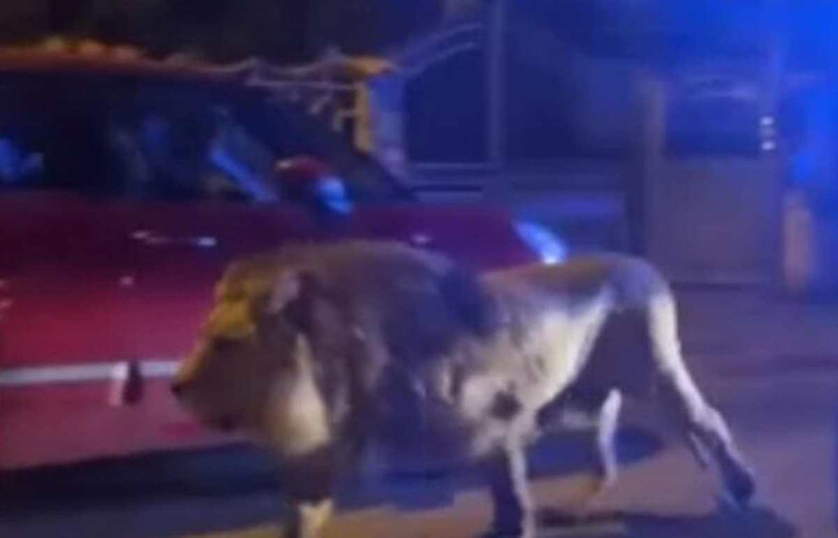 Ladispoli, il video del leone a passeggio per le strade della città