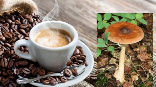 caffè ai funghi