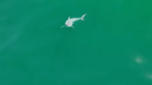 squalo bianco cucciolo