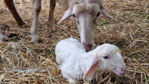 Nasce un agnellino durante il presepe vivente: corsa all’adozione per evitare macello
