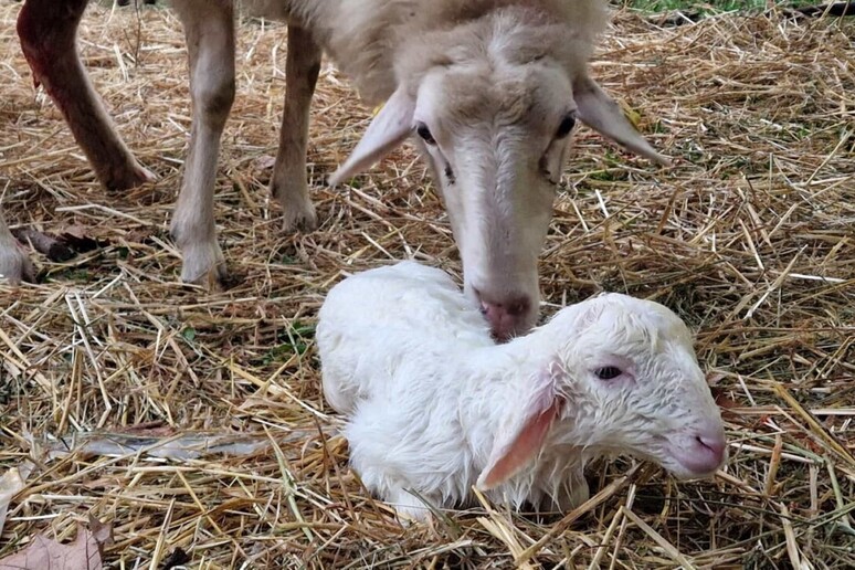 Nasce un agnellino durante il presepe vivente: corsa all’adozione per evitare macello