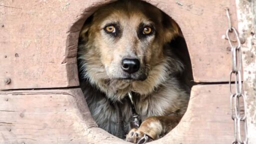 Altro orrore sugli animali: cane legato a un palo e lasciato morire strangolato e senza cibo. Foto Ansa