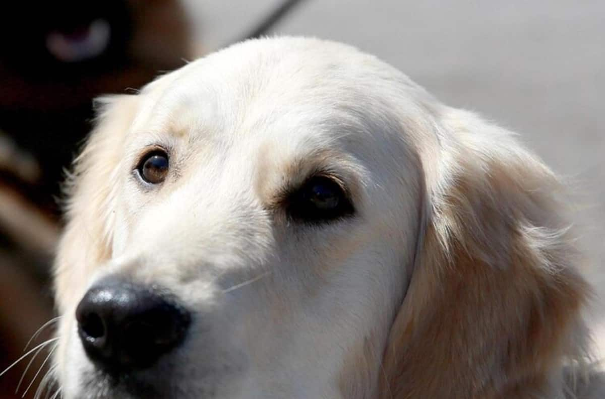 Cagnolina lapidata e sepolta: le hanno spaccato la testa e poi l'hanno lasciata morire. Foto Ansa