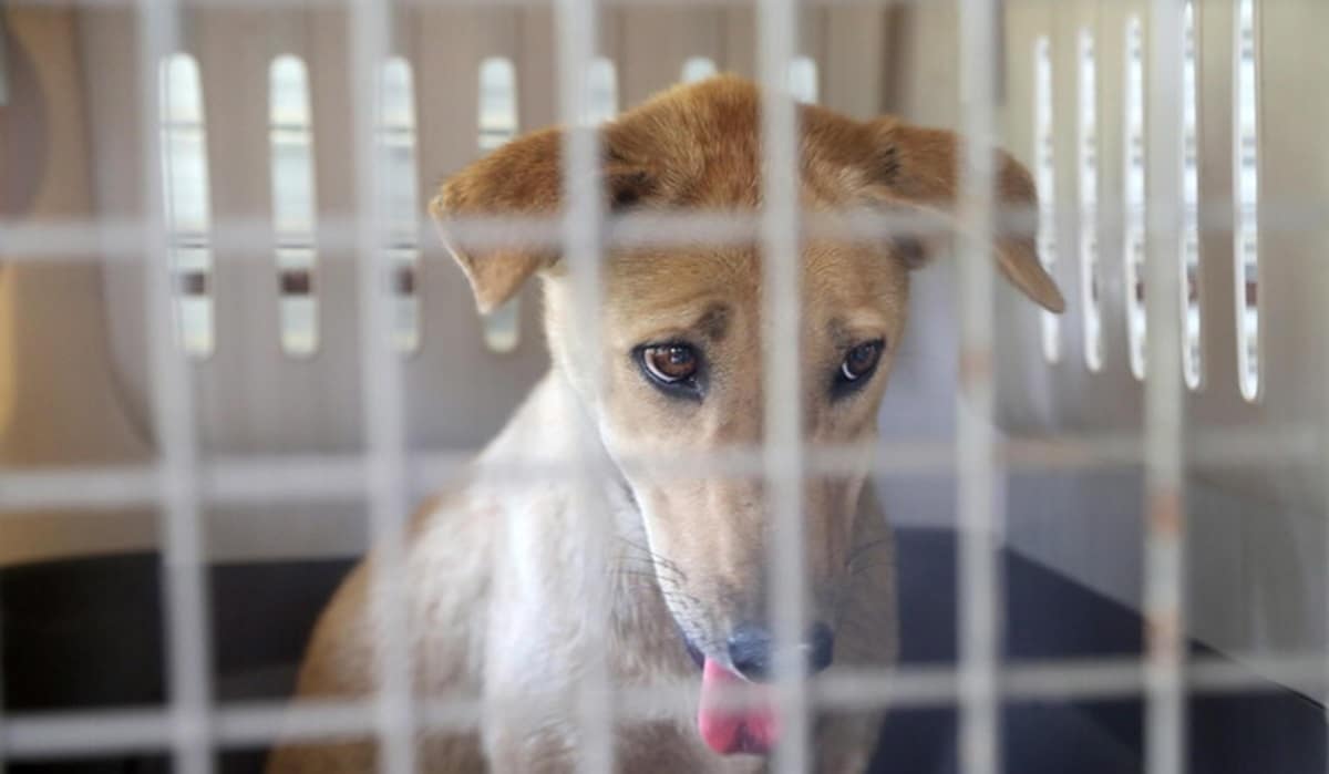 Cane epilettico abbandonato senza riparo su un piccolo balcone: denunciato il proprietario. Foto d'archivio Ansa