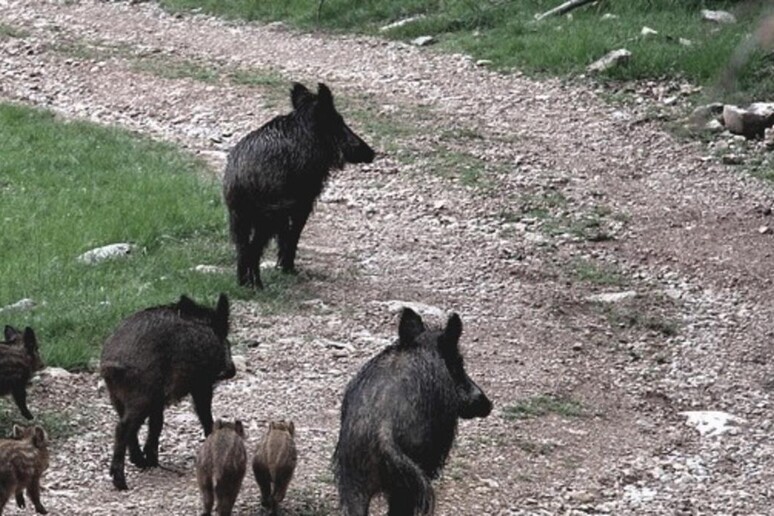 Tre incidenti in una notte in Ciociaria per i cinghiali: chiesta la caccia selettiva