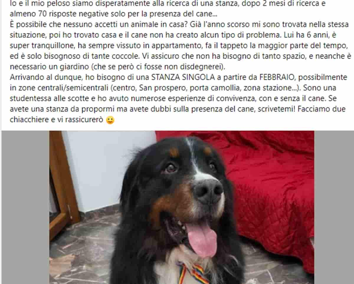 Ha il cane troppo grosso e non riesce a trovare una stanza in affitto: l'appello della studentessa