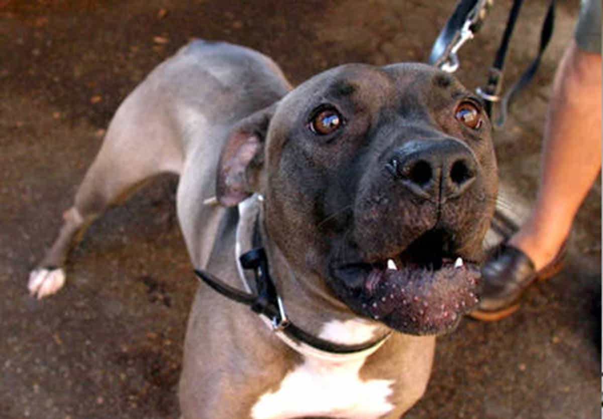 Bimba di due anni azzannata da un pitbull a Viterbo. Foto d'archivio Ansa