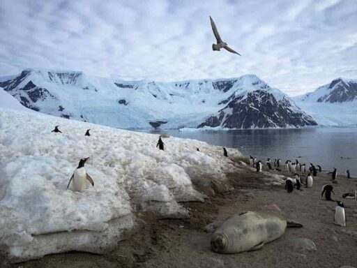 Cina, nuova base in Antartide alle porte dell’Australia, scopi militari e pesca illegale del krill (con la Russia)