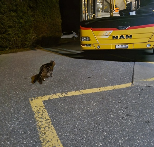 Il gatto passeggero dell'Autopostale