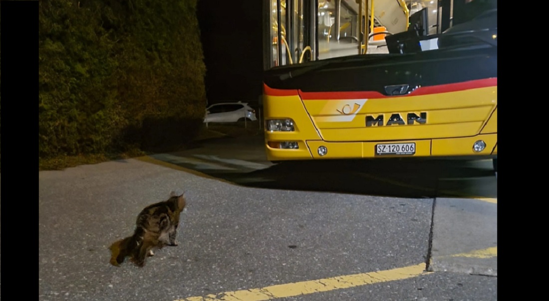 gatto passeggero dell'Autopostale