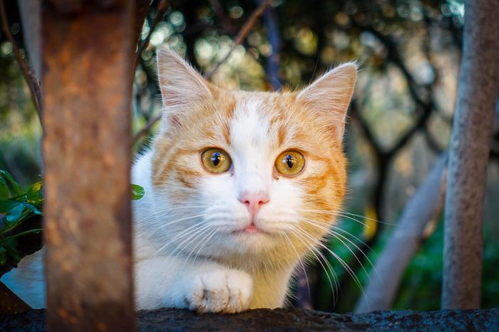 gatti maltrattati legambiente