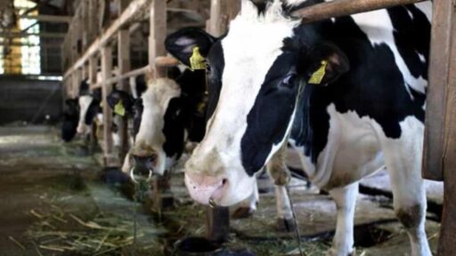 AI, IA, Intelligenza Artificiale: dalle mucche agli esseri umani per fare più latte e farci stare meglio, esperimenti sono in corso in Germania