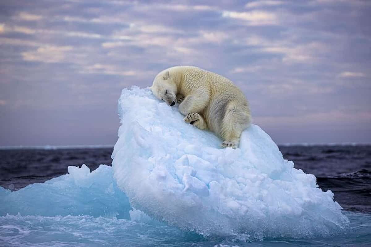 orso bianco addormentato ghiaccio