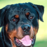 roma rottweiler azzanna ragazza