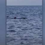 La cagnolina che si tuffa in mare per giocare con il delfino