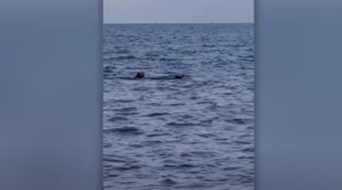 La cagnolina che si tuffa in mare per giocare con il delfino