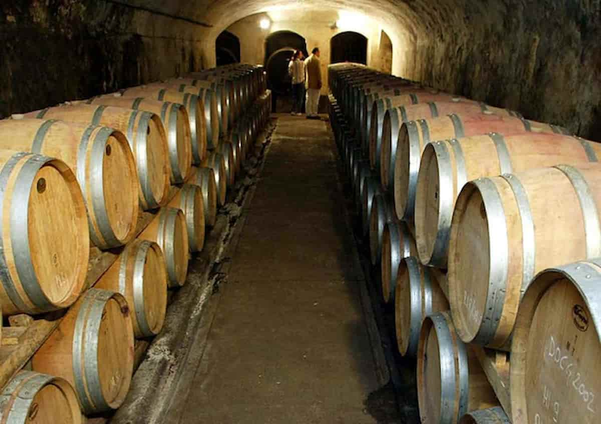 Slow Wine, numeri record alla fiera di Bologna dedicata al vino “buono, pulito e giusto”, cantine da 27 Paesi del mondo.