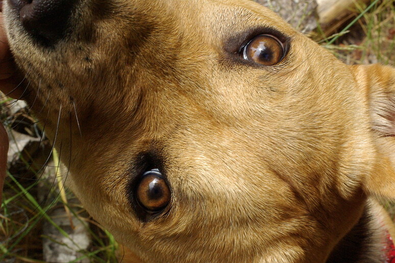 Cagnolino sbranato da un cane più grosso, sfuggito al padrone