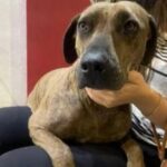 Cane abbandonato resta immobile per lo choc davanti a un negozio