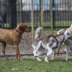 Cane uccide neonato e ferisce i genitori del piccolo, ora rischia di essere abbattuto