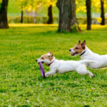 Cane morto dopo aver mangiato bocconcini avvelenati durante una passeggiata