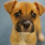 Cuccioli di cane, foto archivio ANSA