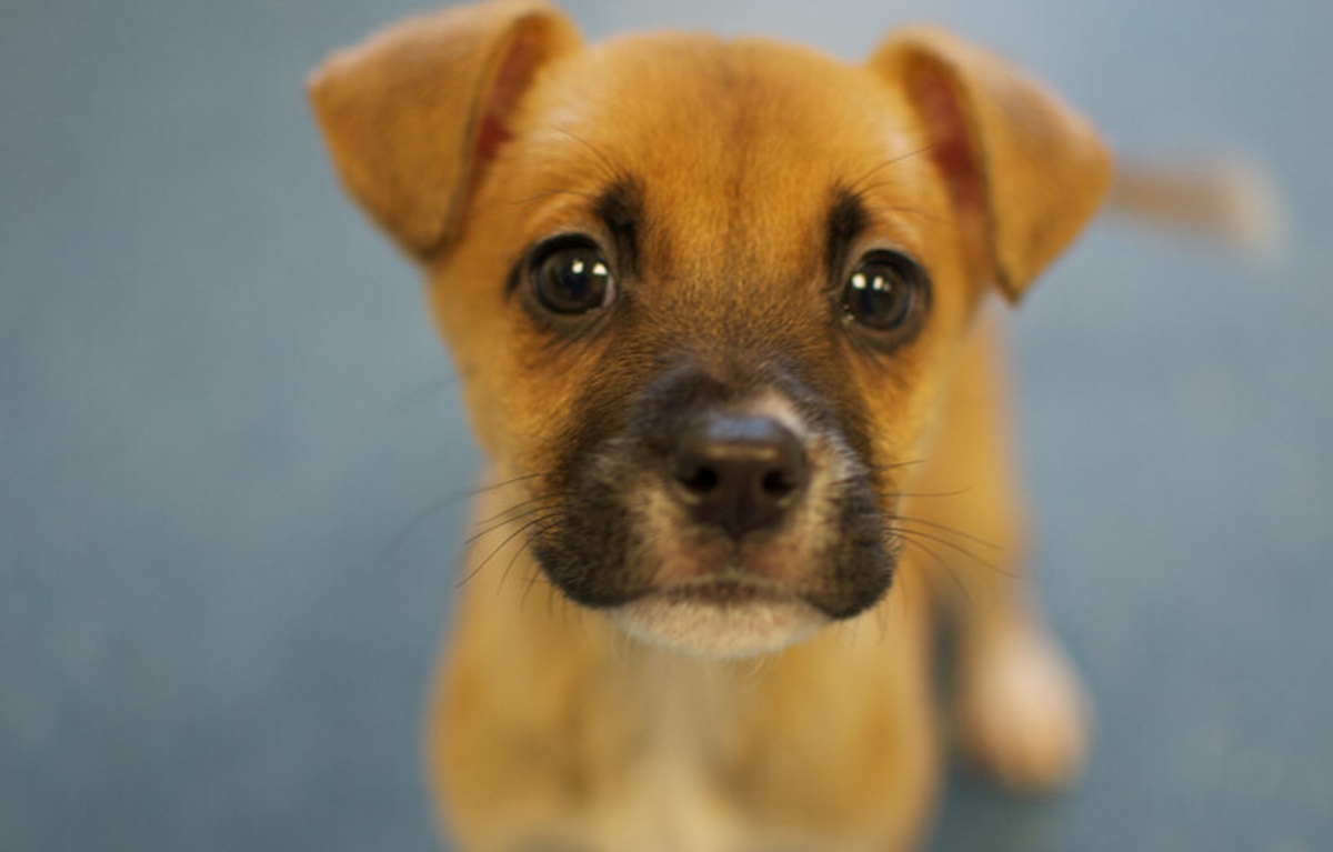 Cuccioli di cane, foto archivio ANSA