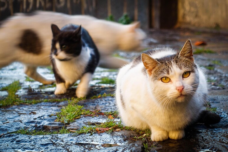 Incendio nella cascina per gli animali malati: morti cani e gatti