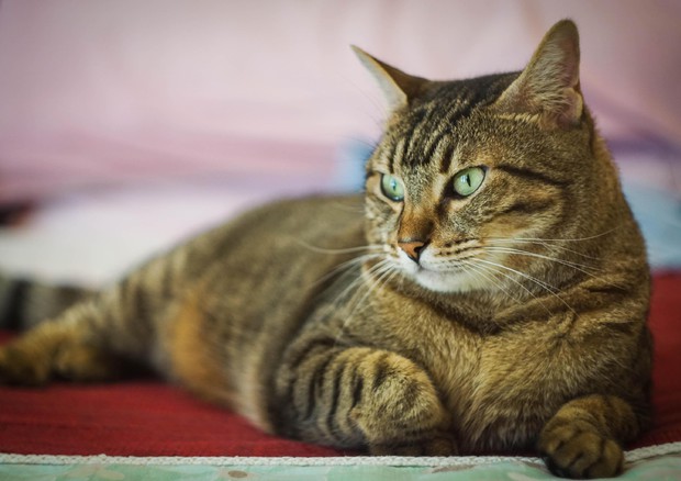 Gatto torturato e chiuso in una busta. Non ce l'ha fatta: è morto soffocato