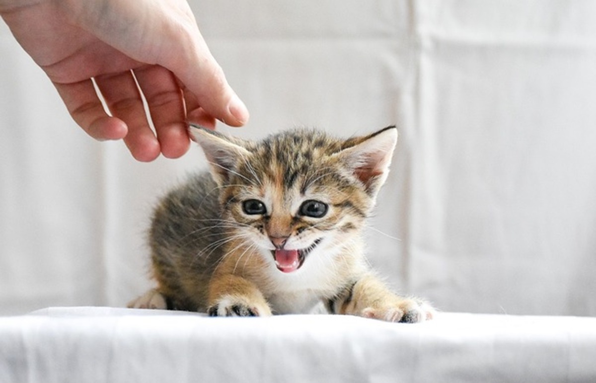 Un gatto, foto archivio ANSA