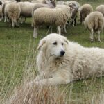 Aggredito da un pastore abruzzese che attacca il suo cagnolino: 71enne ferito