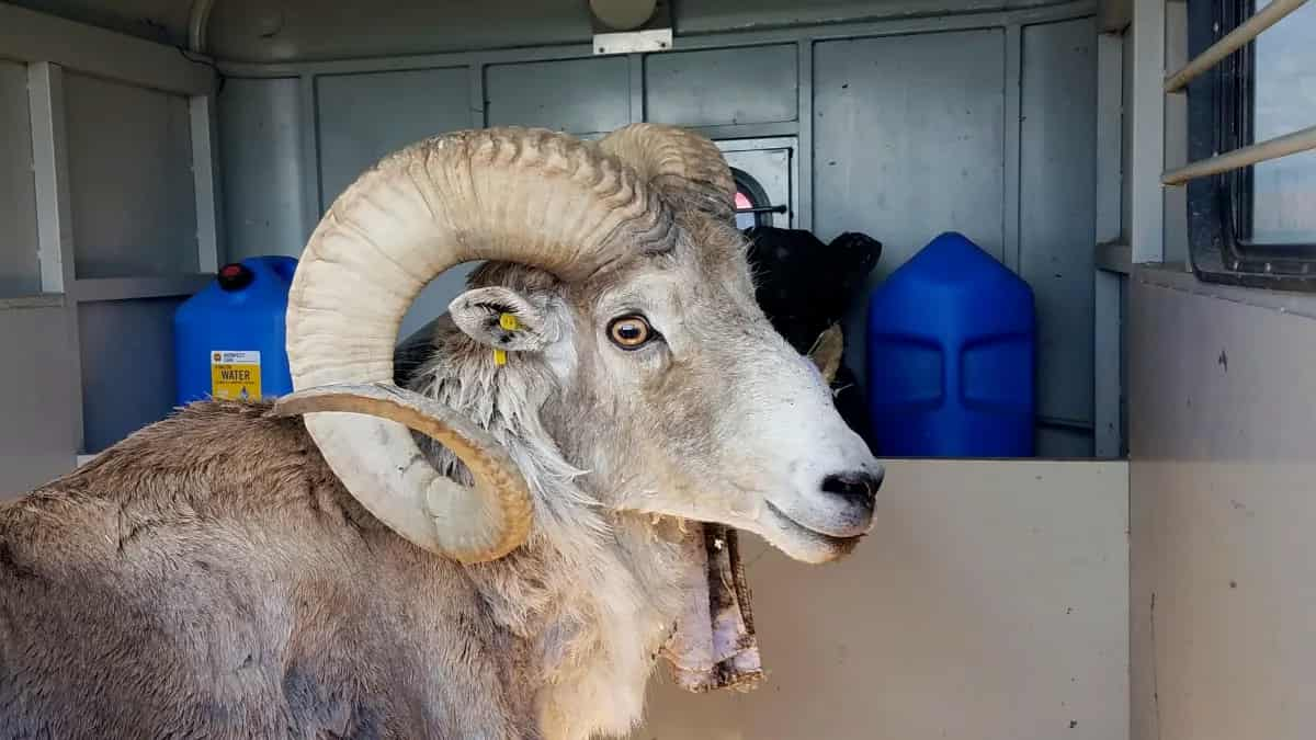 Pecora gigante ibridata fra quella selvatica del Kirghizistan, la più grande del mondo, e la bighorn americana, corna di 1 metro e mezzo