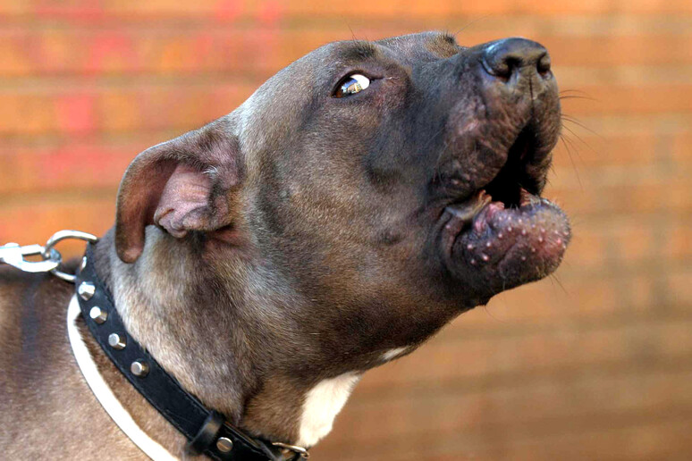 Pitbull aggredisce un cane da caccia e il suo padrone, l'uomo al pronto soccorso per lesioni