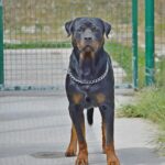 Donna azzannata dal suo rottweiler, gravi lesioni a un braccio: operata d'urgenza