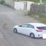 alcamo auto investe cane