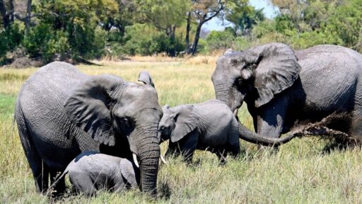botswana trasferire elefanti in germania