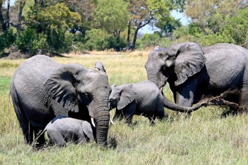 botswana trasferire elefanti in germania