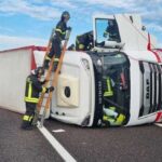 Camion di bestiame si rovescia in autostrada, animali in fuga e traffico in tilt