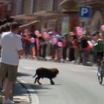 Un cane attraversa la strada durante il Giro d'Italia VIDEO