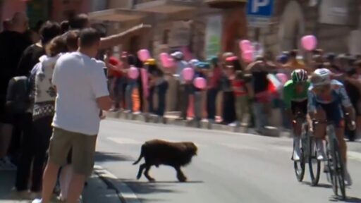 Un cane attraversa la strada durante il Giro d'Italia VIDEO