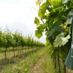 Cantine aperte, foto archivio ANSA