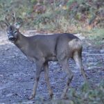 Capriolo, foto archivio ANSA