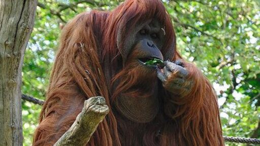 orango foglie