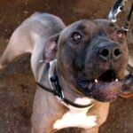 Bambina di nove anni azzannata da un pitbull mentre passeggiava con un'amichetta