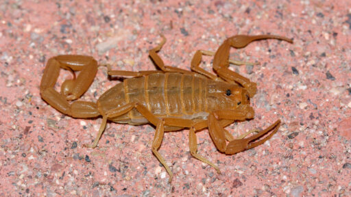 Gli scorpioni infestano Las Vegas, dopo le cimici: un uomo punto ai testicoli