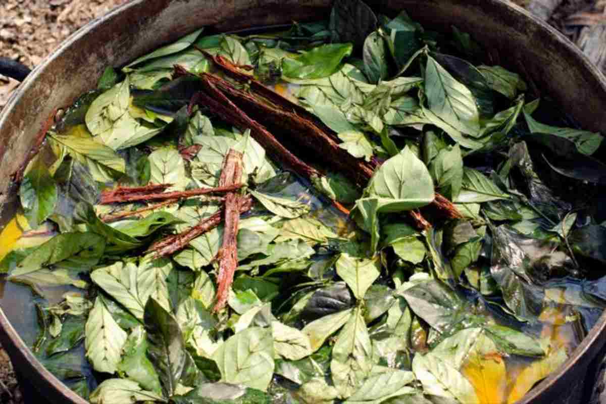 un infuso di ayahuasca 