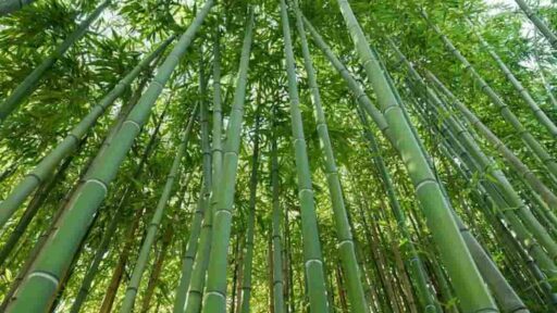 Una foresta di bambù