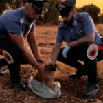 cucciolo salvato dai carabinieri